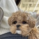 네일하는 강아지 | ⁞⁞ 머뭄네일 ⁞⁞ 천안 불당동 귀여운 강아지 머뭄이가 있는 네일샵