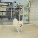 서울애견미용실 이미지