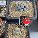 선산대로-16 이미지