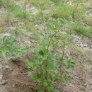 효원농장 이미지