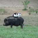 강남집순대국 이미지