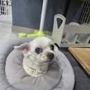 카라말티즈 이미지