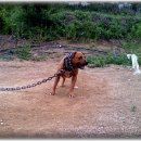 월드켄넬 이미지