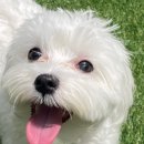 해피오브트리밍 | 덕계동애견유치원 해피오브트리밍 강아지유치원추천