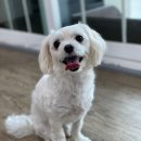 큐리애견 이미지