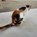 스카이라인 | 치앙마이 짚라인 스카이라인 정글 루지 어드벤처 이용 후기