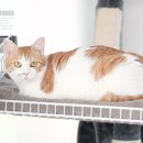 동물사랑애견샵 이미지