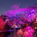 보라미디어 | 곳 | 제주 이색 야간 명소 '루나폴 제주' 미디어아트 관람 후기~ 세계 최대 규모 야외형 디지털 테마파크