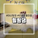 힐링댕 | 아산 탕정 반려동물미용 힐링댕 방문후기