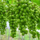 잣나무골 이미지