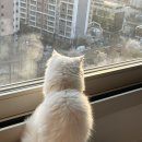 AnyPet