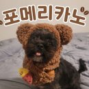 포메리카노 이미지