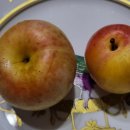 댄디농장 이미지