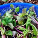 서기농장 이미지