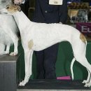 SHOWDOG