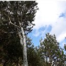 백송 농장 이미지