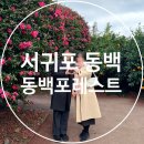 하귤과보리 | 제주 동백꽃 명소 서귀포 가볼만한곳 동백포레스트🌺 재방문 솔직후기, 포토존, 인생샷 포즈 추천