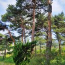 정원용 묘 이미지