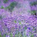 자연슈퍼 이미지