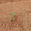 다솜농장 이미지