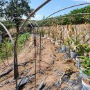 그늘막50 이미지