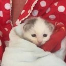 소중하개 이미지