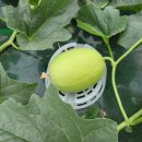 얼쑤농장 이미지