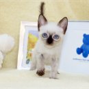 오독안심분양센터 강아지분양 고양이분양 인천점 | 서투른 손길 포근한 서비스 오독안심분양센터 강아지분양 고양이분양 인천점