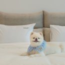 댕댕이 풀빌라 이미지