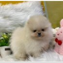 나라애견 본점 이미지