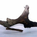 화석(규화목) 이미지