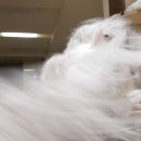 초이다방 이미지