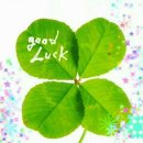 아라파파 이미지