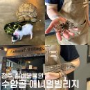 엘 미니동물원 | 가볼만 한 곳] 아이들과 함께하기 좋은 실내 미니 동물원 애니멀빌리지 | 다양한 먹이체험이 가능한 이곳