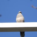 철새탐조대 | [탐조#1] 맥도갯벌, 명지철새탐조대