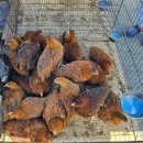 청평시장 화장실 이미지