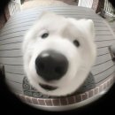 디어(Dear) 이미지