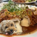 초롱애견 이미지