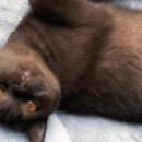 고양이눈 이미지