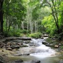 자작나무숲정상 이미지