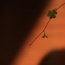 풀잎사랑 이미지