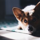 송파원동물병원 이미지