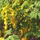 양구개느삼자생지 이미지