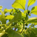 우량농장 이미지