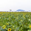 난정리(해바라기정원) Daum카페
