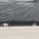 개냥이 연구소 이미지