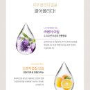 라디언스(RADIANCE)