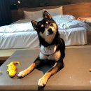 소노캄 고양 이미지