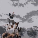 펫콤동물병원 네이버블로그