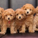 귀여운 강아지 이미지